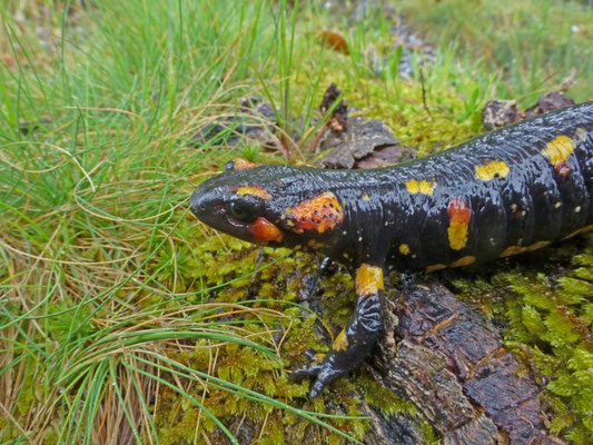 Salamandra salamandra gallaica