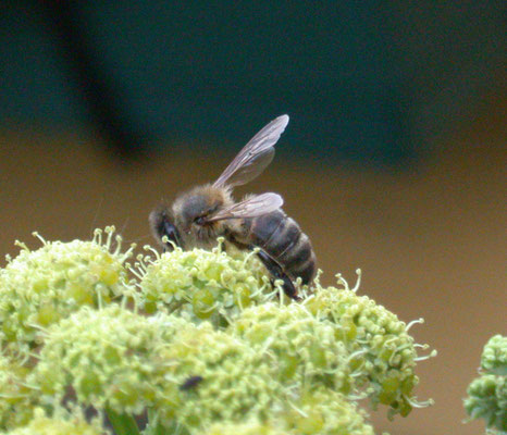 Apis mellifera - Honingbij