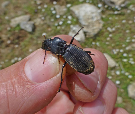Percus species (Corsica)