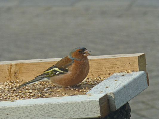 Vink