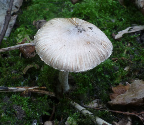 Inocybe rimosa sl - Geelbruine spleetvezelkop