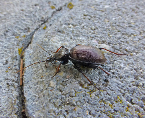 Cychrus attenuatus