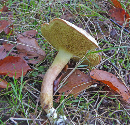 Xerocomus subtomentosus - Fluweelboleet