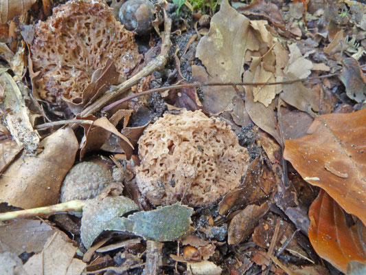 Gautieria morchelliformis - Grove sponstruffel