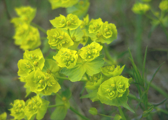Euphorbia valliniana