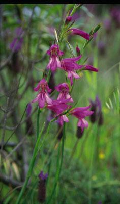 Gladiolus illyricus