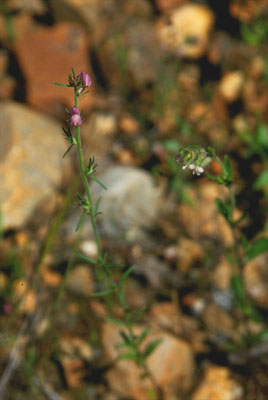 Misopates orontium - Akkerleeuwenbek