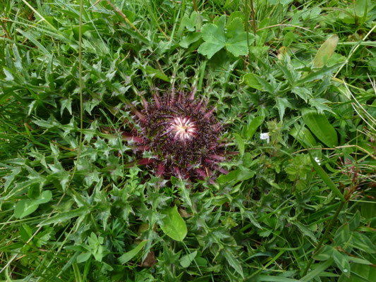 Carlina acanthifolia