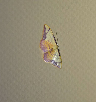 Idaea ostrinaria