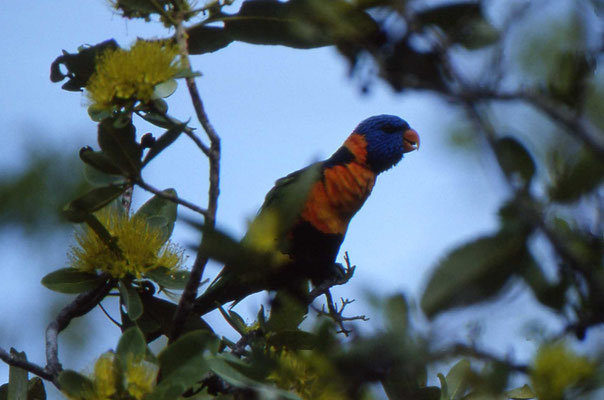 Rainbow Lorikeet