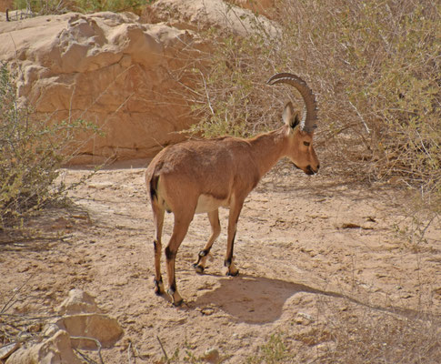 Nubische steenbok