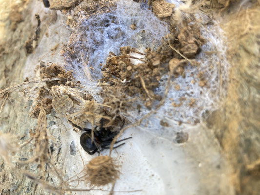 Steatoda paykulliana