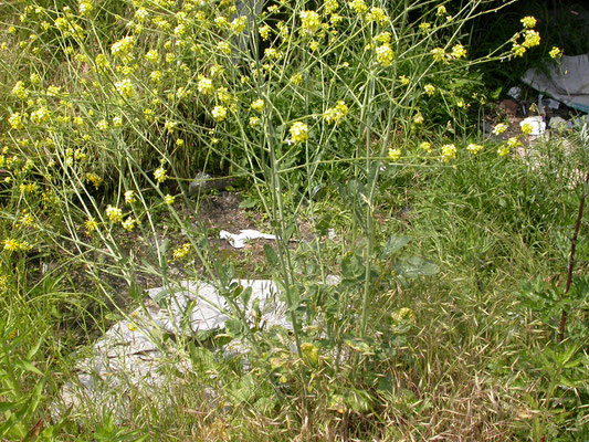 Brassica nigra - Zwarte mosterd