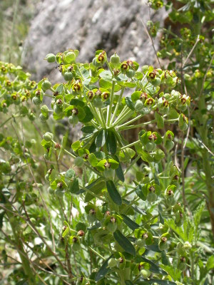 Euphorbia amygdaloides - Amandelwolfsmelk