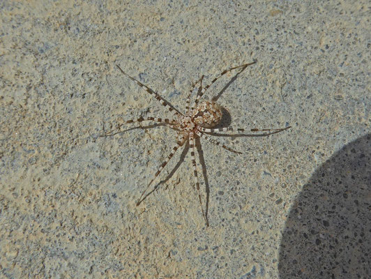 Philodromus species