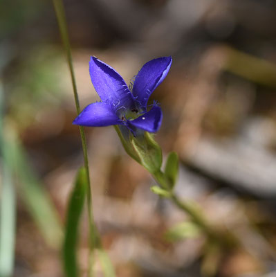 Gentianopsis ciliata - Franjegentiaan