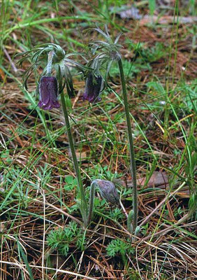 Pulsatilla pratensis