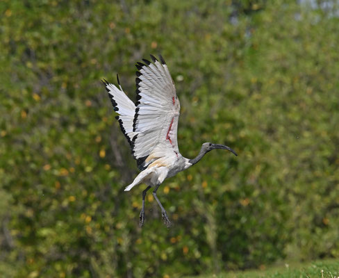 Threskiornis aethiopicus - Sacred Ibis
