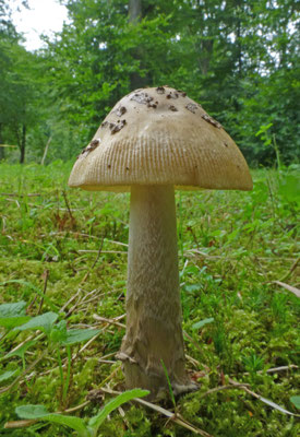 Amanita ceciliae - Prachtamaniet