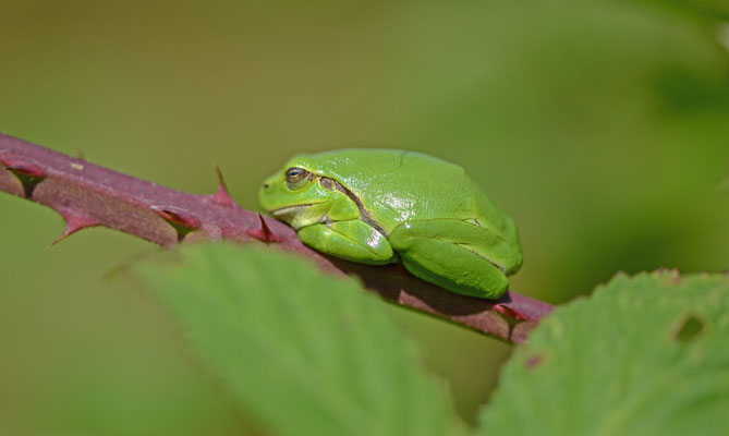Hyla arborea - Boomkikker