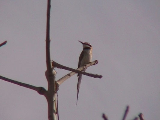 White-throated Kingfisher
