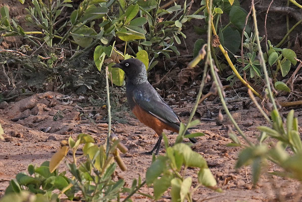 Lamprotornis pulcher  - Chesnut-bellied Starling