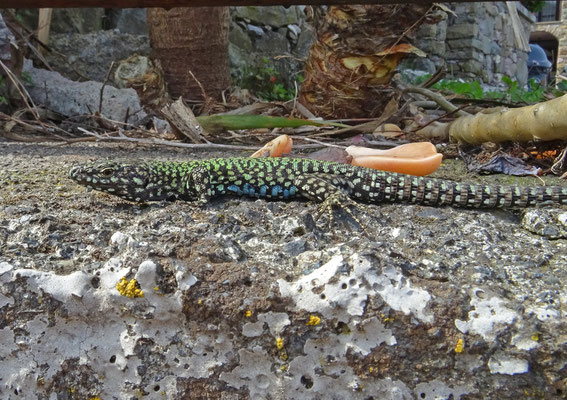 Muurhagedis (Podarcis muralis)