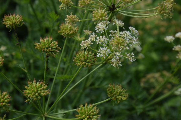 Oenanthe crocata - Dodemansvinger
