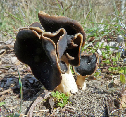 Helvella spadicea - Nonnenkapkluifzwam