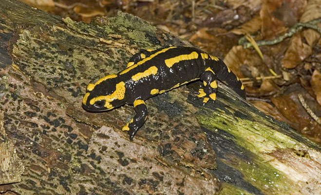 Salamandra salamandra terrestris
