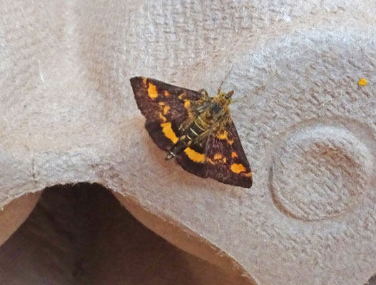 Pyrausta aurata - Muntvlindertje