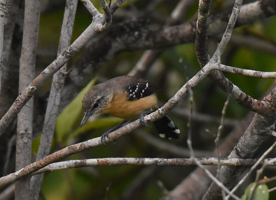 White-fringed Antwren, female