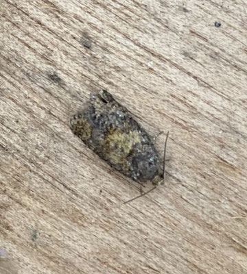 Ptycholomoides aeriferana - Ravenbladroller
