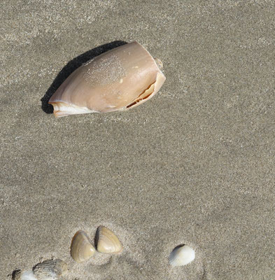 Cymbium olla