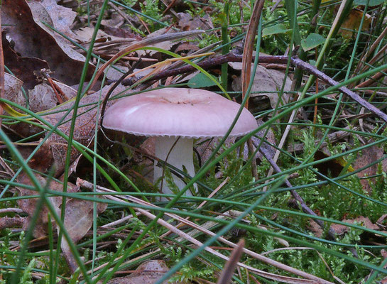 Russula betularum - Roze berkenrussula