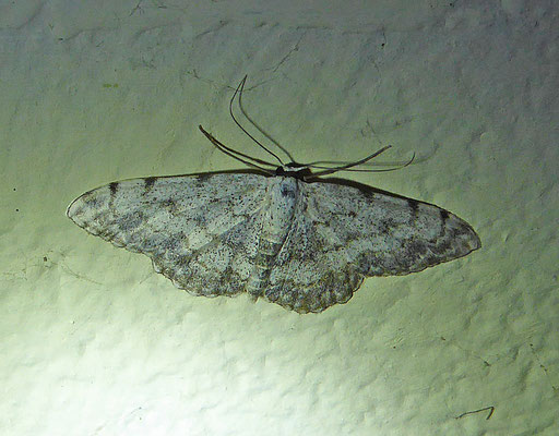 Scopula marginepunctata - Prachtstipspanner