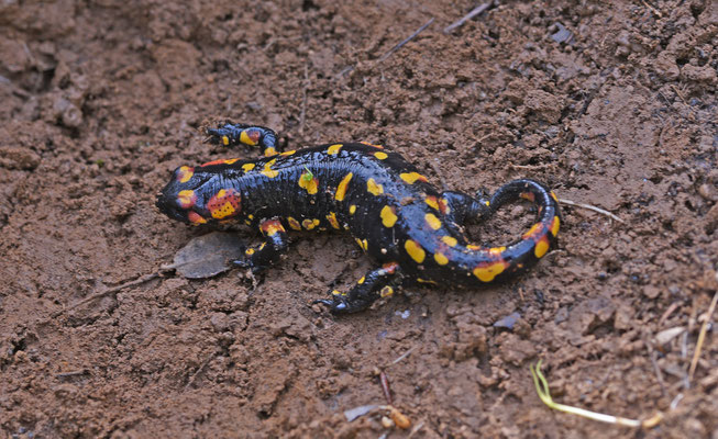 Vuursalamander ssp morenica