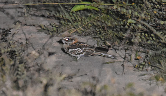 White-tailed Nightjar
