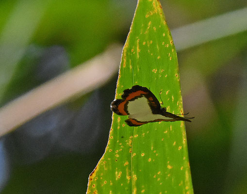 Nymphidium caricae