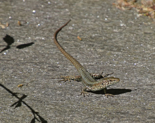 Muurhagedis (Podarcis muralis)