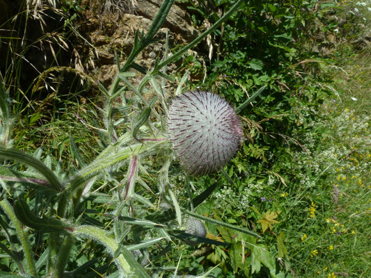 Cirsium eriophorum - Wollige distel