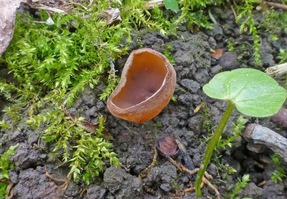 Dumontinia tuberosa - Anemonenbekerzwam