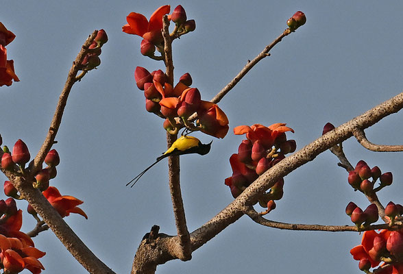 Anthreptes platurus - Pygmy Sunbird