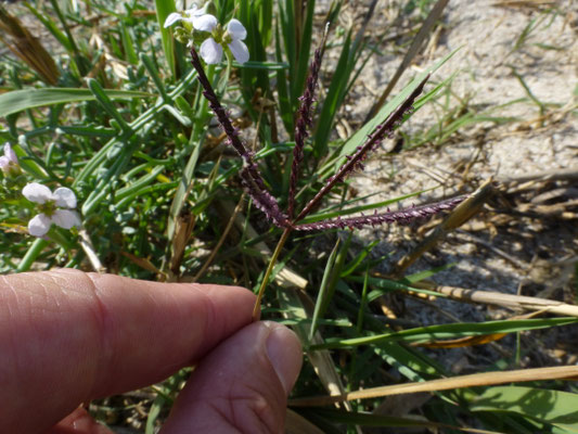 Cynodon dactylon - Handjesgras