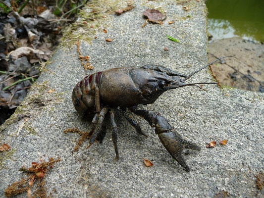 Orconectes limosus - Gevlekte Amerikaanse rivierkreeft