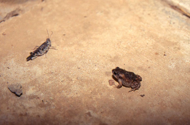 Uperoleia arenicola