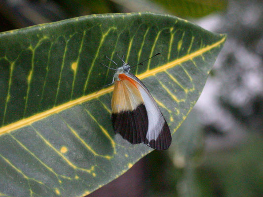 Appias epaphia