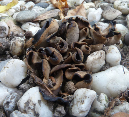 Otidea bufonia ss. lato - donkere hazenoren
