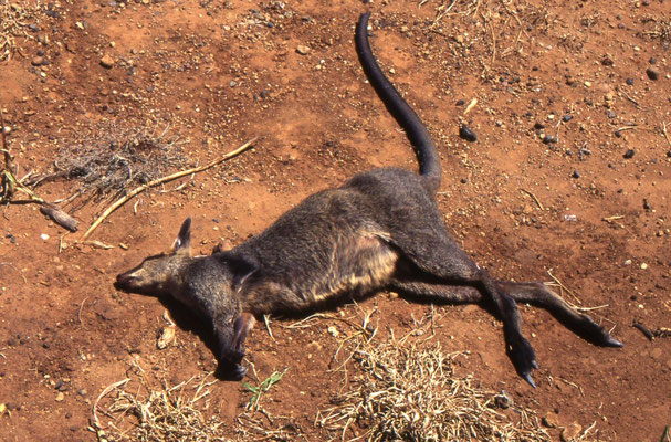 Unadorned Rock-wallaby