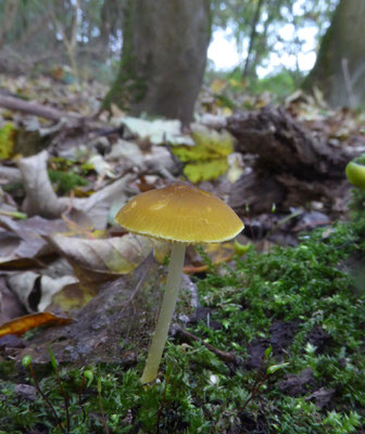 Pluteus chrysophaeus - Gele aderhertenzwam